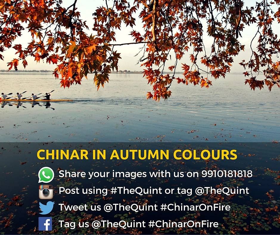 Chinar trees dot the autumn landscape in Kashmir, making it look idyllic. 