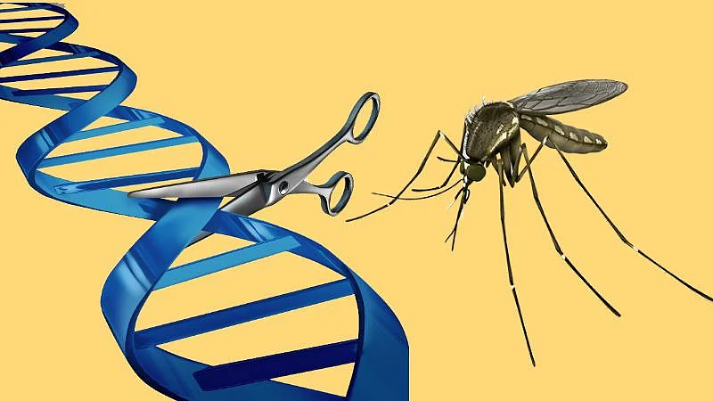 Right now, gene engineering might be the sole solution to the malaria problem, but if proved successful, the same method could also work in other mosquito species (Photo: iStock altered by The Quint)
