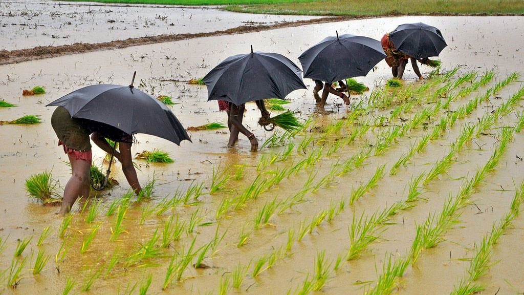 Will a step such as mandatory crop insurance prevent farmer suicides in the state of Odisha, asks MA Kharbala Swain.