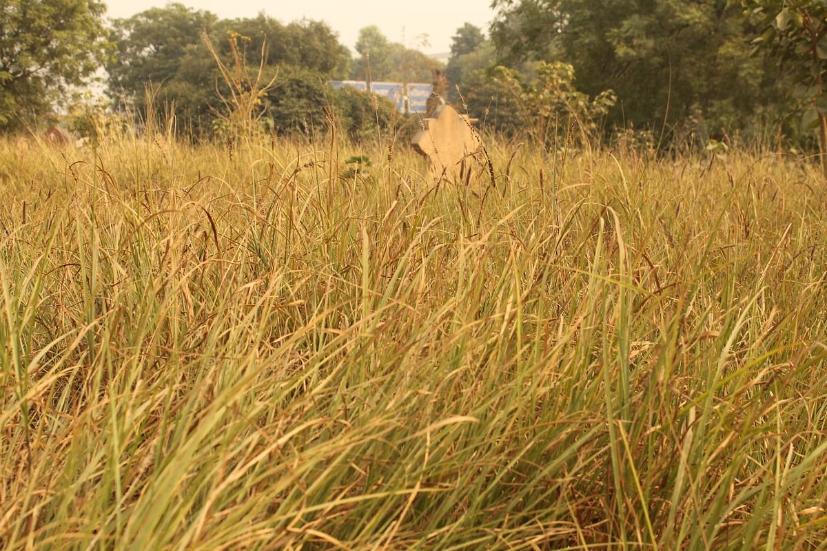 An old tombstone amidst a foot long wild grass. (Photo: <b>The Quint</b>)