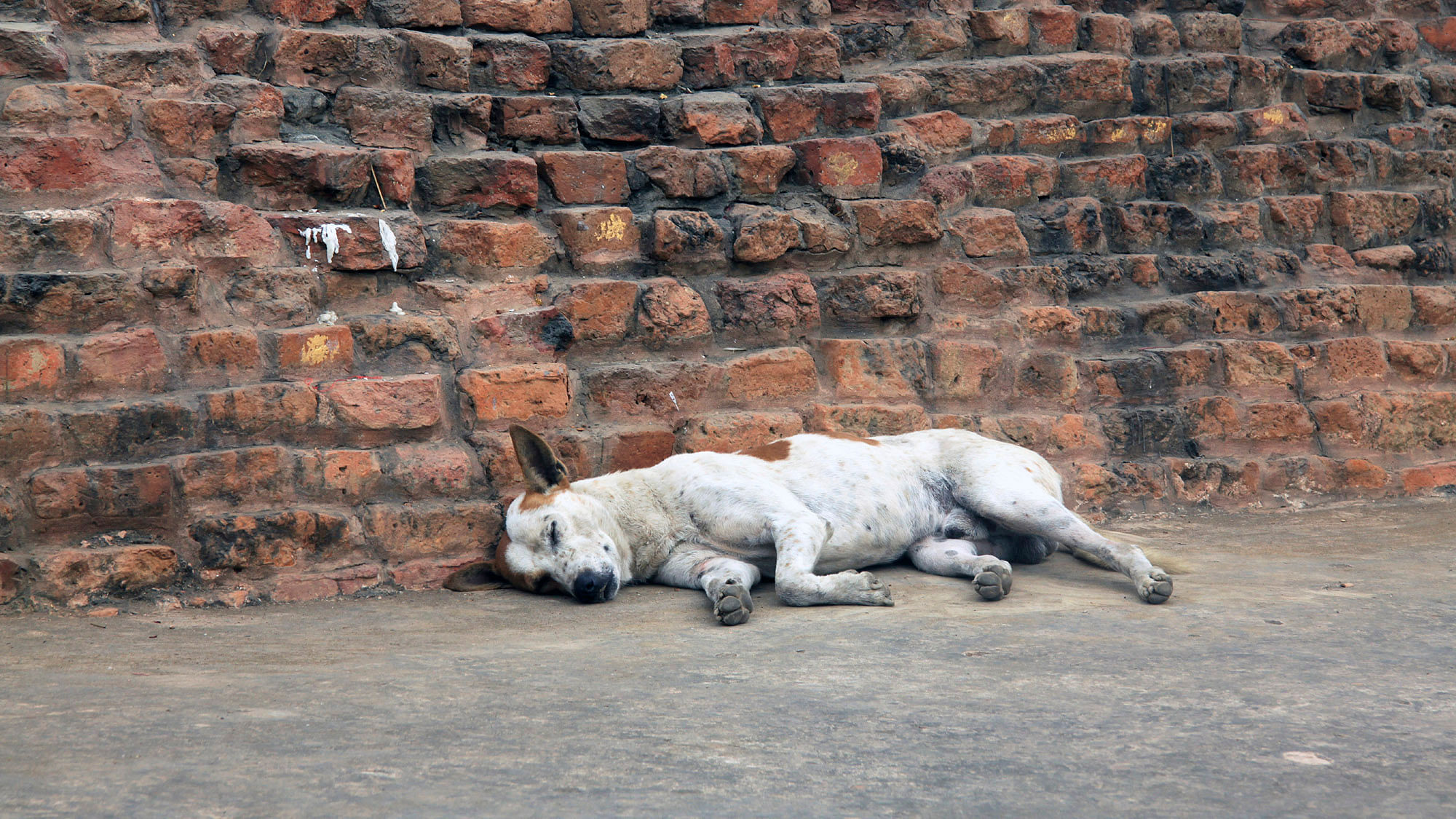 The sterilisation and anti-rabies vaccination drive cost Rs 5,000 per dog. (Photo: iStockphoto)