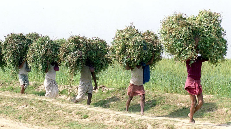 Farmers of Surajpur village in Bihar carry fodder for sale in the market. (File photo: Reuters)