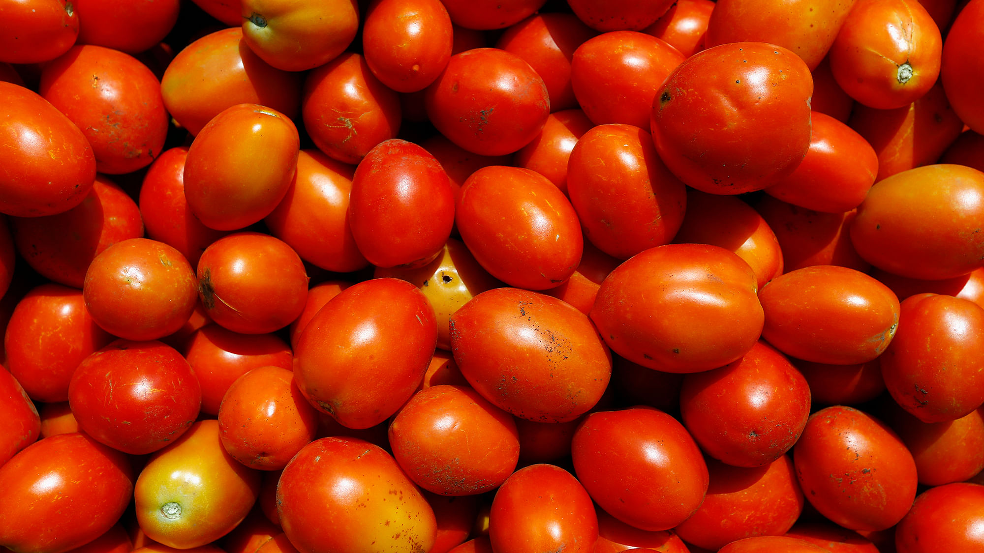 Buying tomatoes will now be a costly affair. (Photo: Reuters)