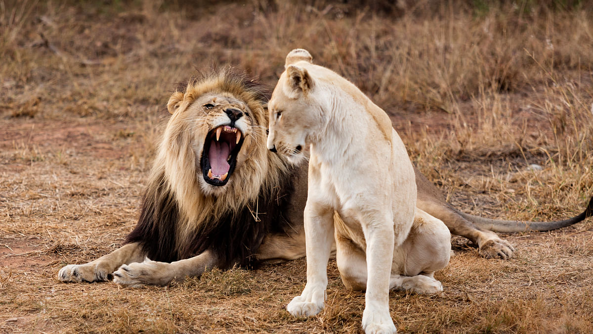 In the conversation on lion attacks, why do we never discuss human encroachment?