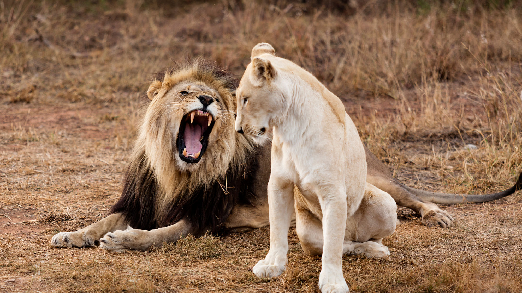 Male and female lion. (Photo: iStockphoto)