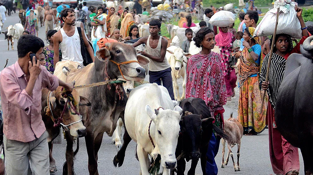 Villagers move with their belongings and cattle to relief camps in Supaul district in Bihar, August 3, 2014. (Photo: Reuters)