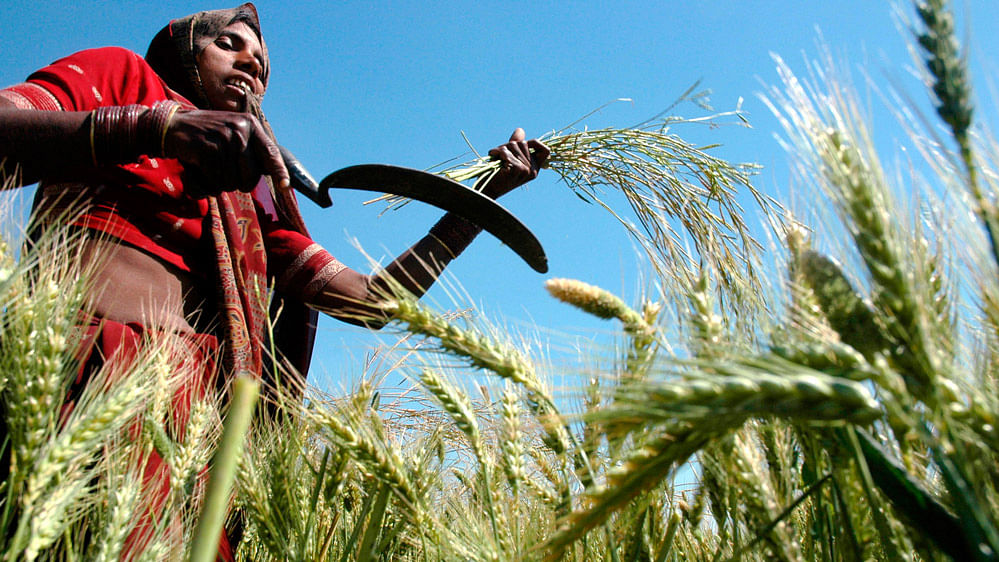 A farmer harvests mustard crop in her field.  (File Photo: Reuters)