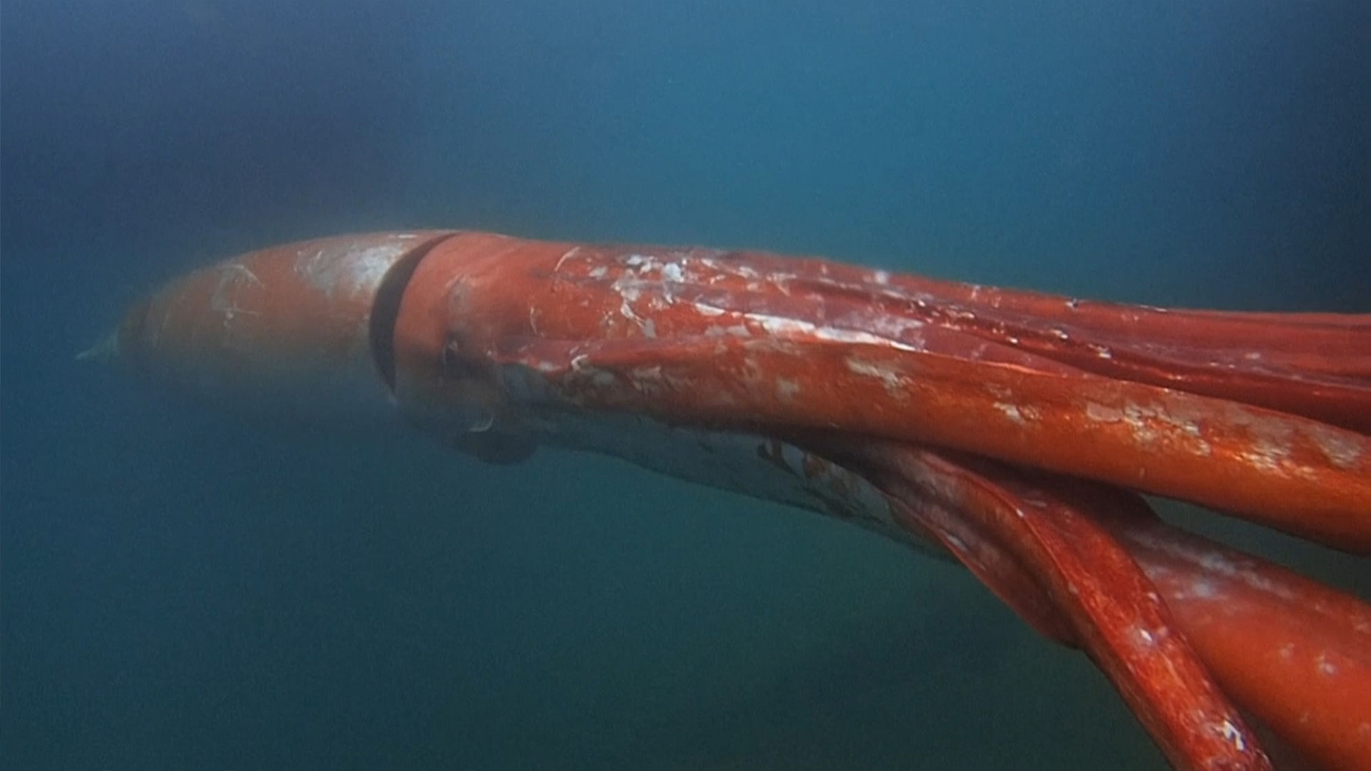 Глубоководный кальмар размеры. Гигантский кальмар архи. Антарктический гигантский кальмар. Глубоководный кальмар Архитеутис.