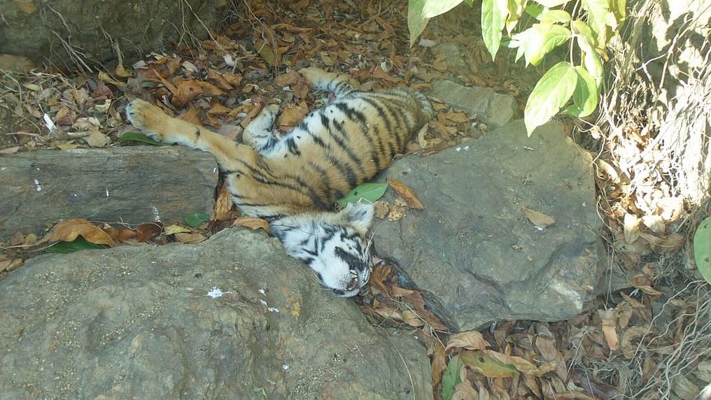 One of the tiger cubs found dead in the Saoli forest. (Photo courtesy: Vinita Mahendra <a href="https://twitter.com/_Agathist/status/681369237705863168">Twitter Page</a>)