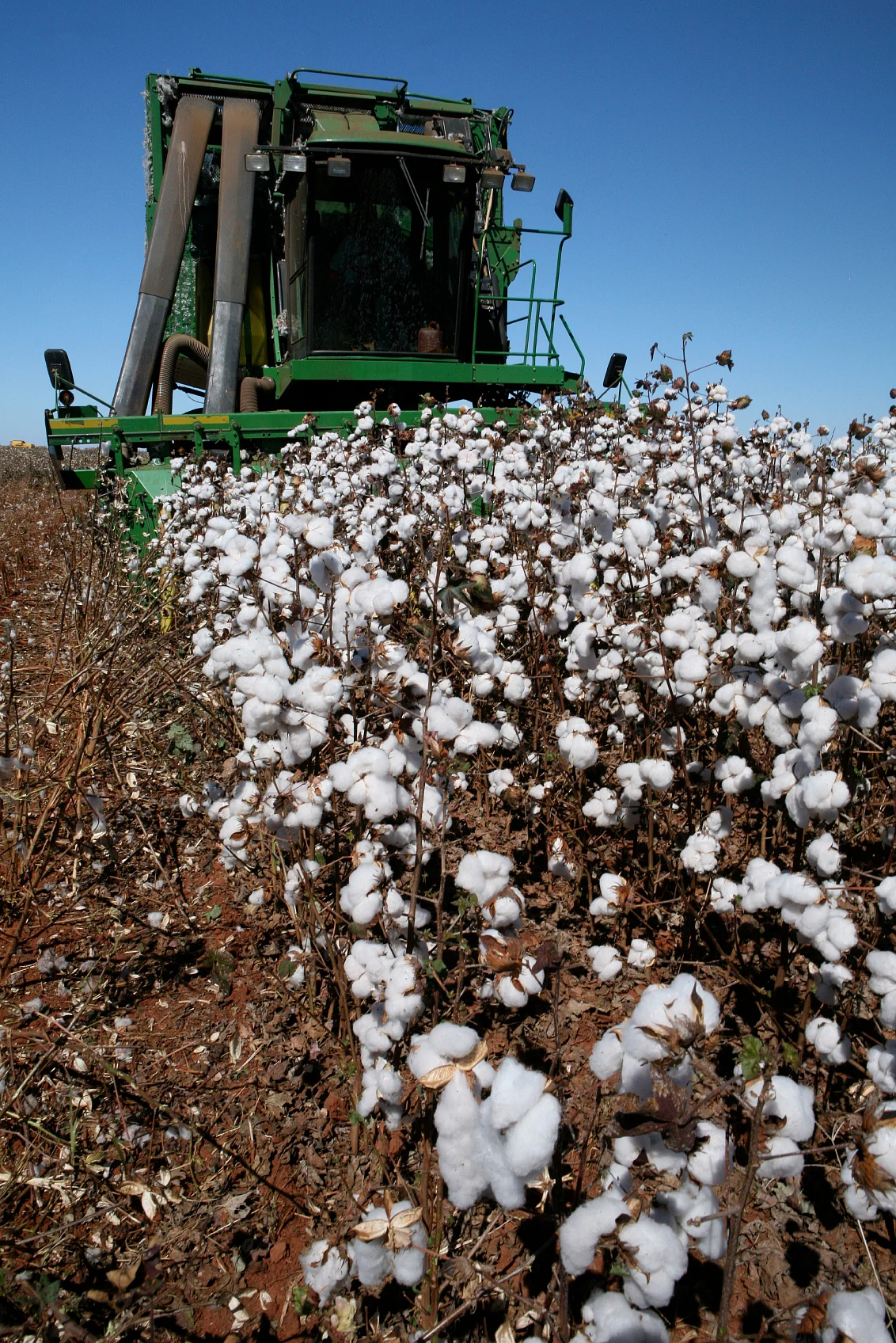 MMBL’s Bt cotton technology has 90 percent of the market share. (Photo: iStockphoto)