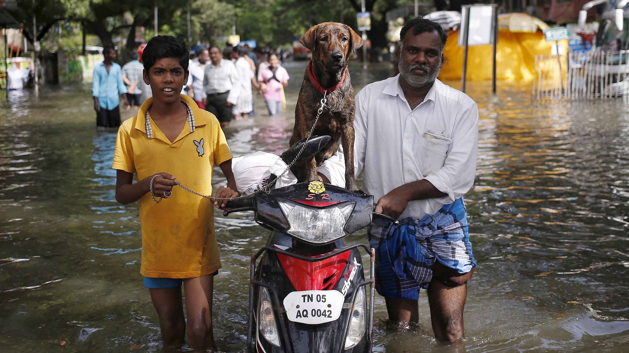 Residents along with a dog evacuate a locality as they wade through a flooded street in Chennai (Photo: Reuters)