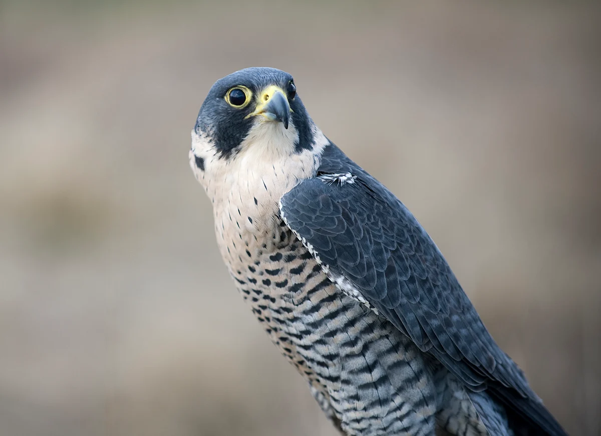 Falcon. (Photo: iStockphoto)