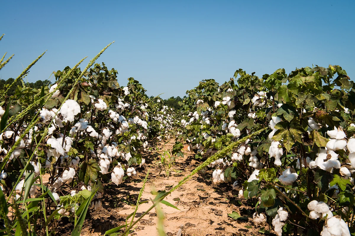 The trait fees are payable to MMB for the genetically-modified insecticidal properties that its licensees incorporate in their hybrids. MMBL charges Rs 163.28, excluding taxes, as trait fees per packet. (Photo: iStockphoto)