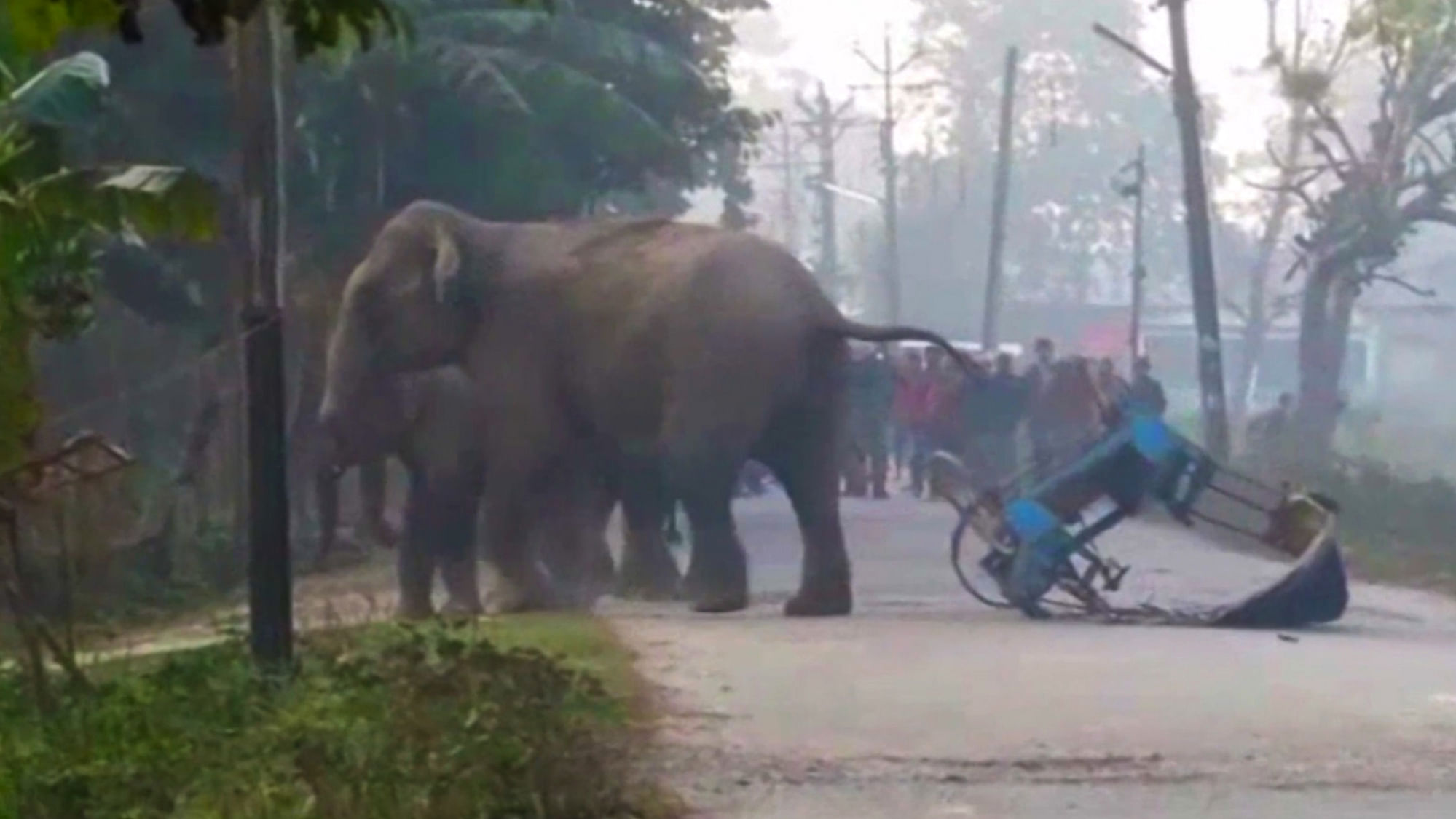 Wild elephants run amok in a West Bengal town, damaging vehicles and injuring people. (Photo: AP/Caters News screengrab)