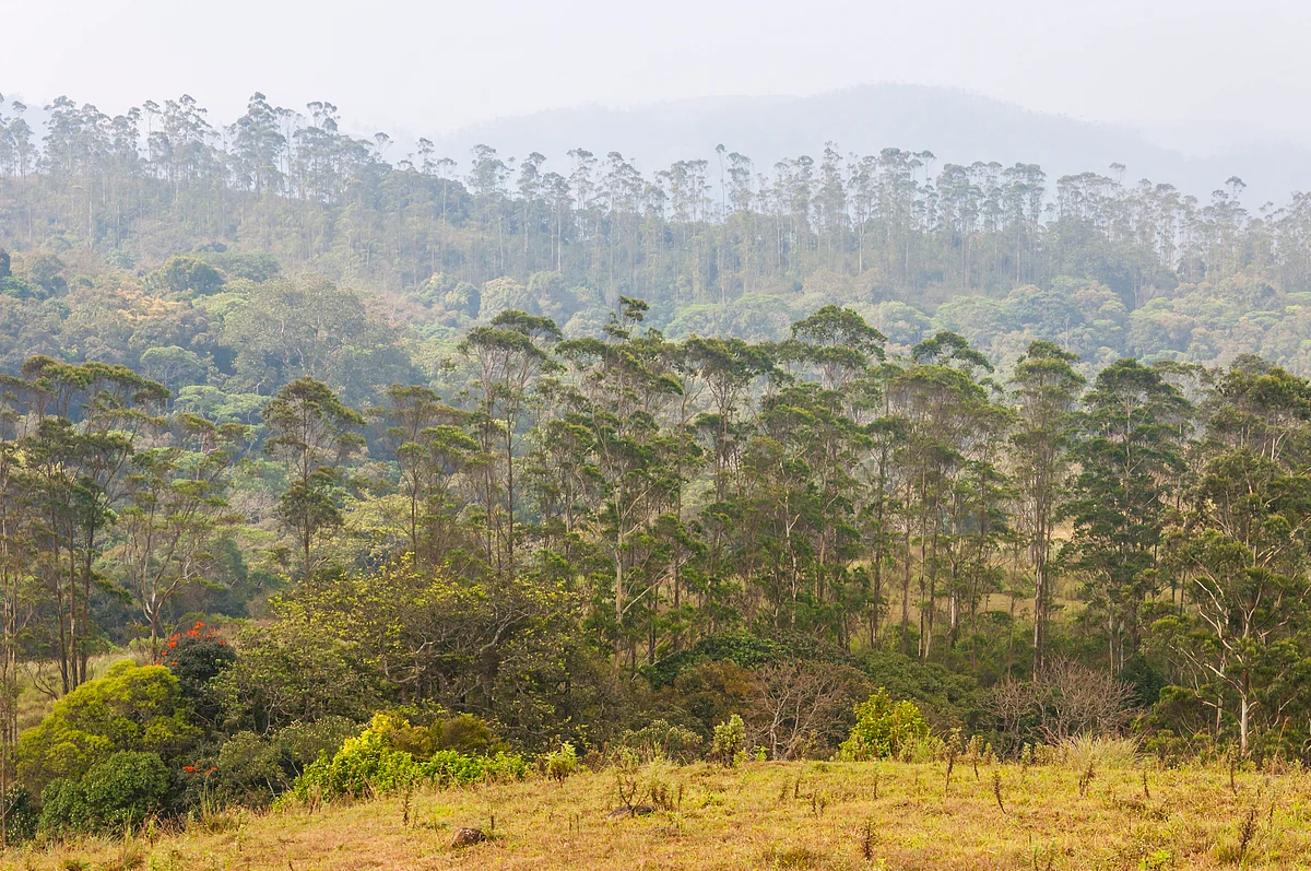 India’s total forest cover has gone up. (Photo: iStockphoto)