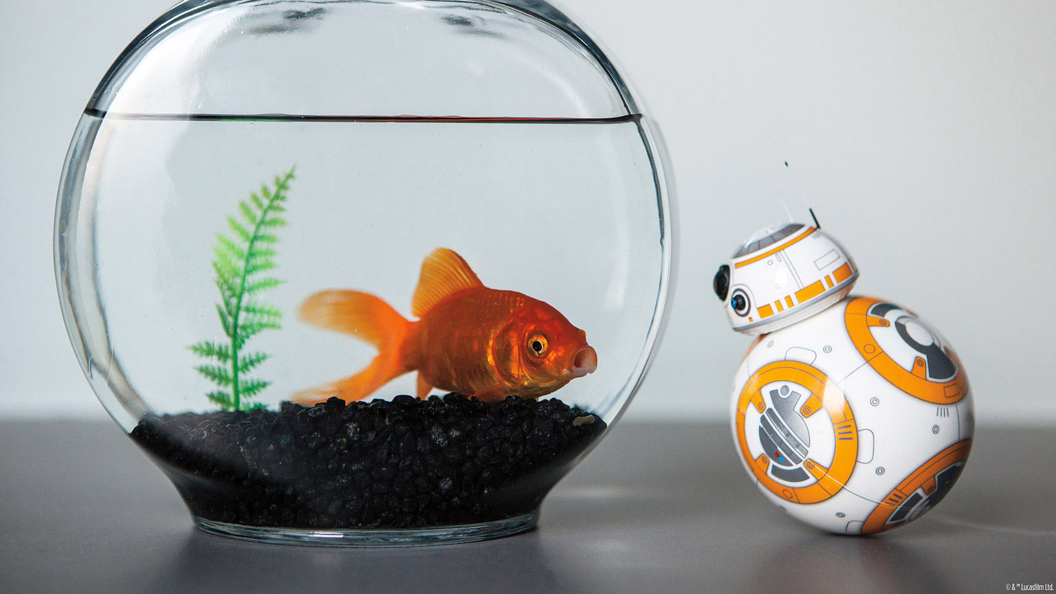 BB-8 looks at a goldfish in a bowl. (Photo Courtesy: Disney)