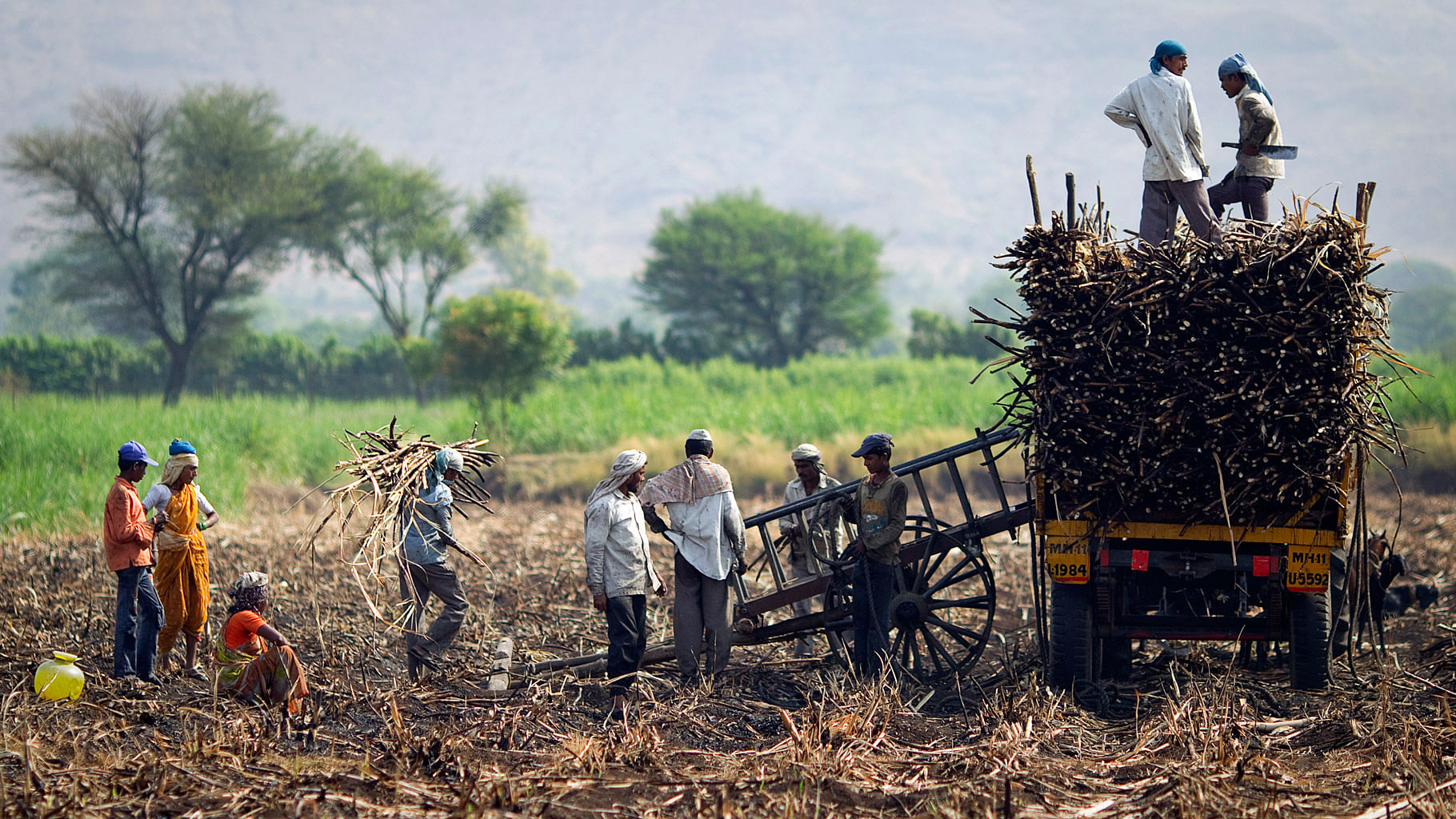 Farmers and labourers load harvested sugarcane onto a trailer.&nbsp;