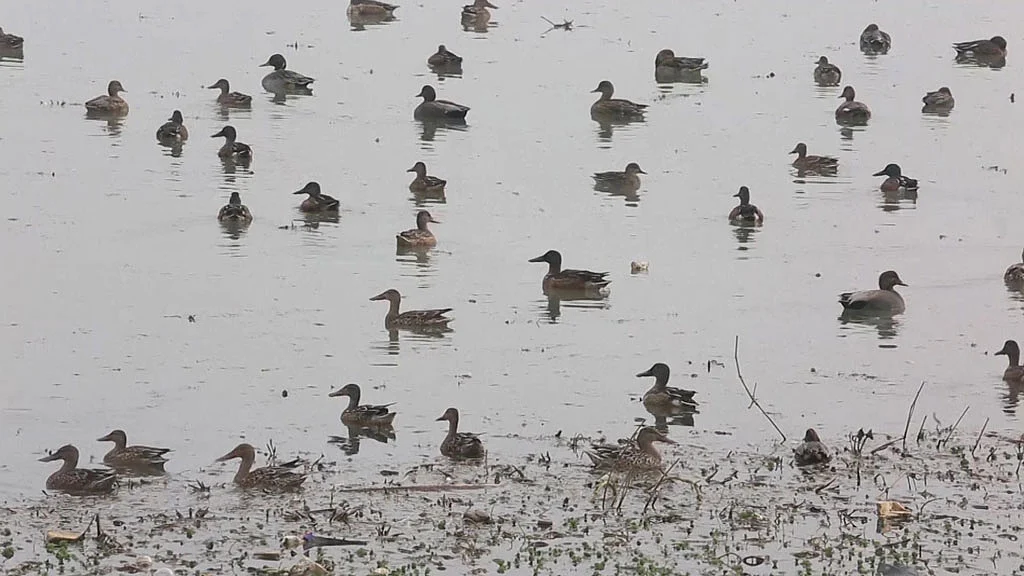 Migratory birds from as far as Europe and Japan flock to Kashmir during winter. (Photo: AP screengrab)