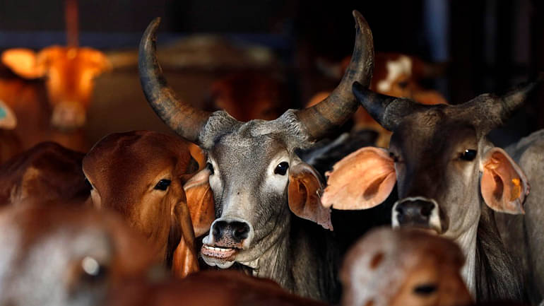 Minister for Animal Husbandry Prabhu Chauhan told The Quint that the proposed bill be enhanced version of Karnataka Prevention of Slaughter and Preservation of Cattle Bill in 2010