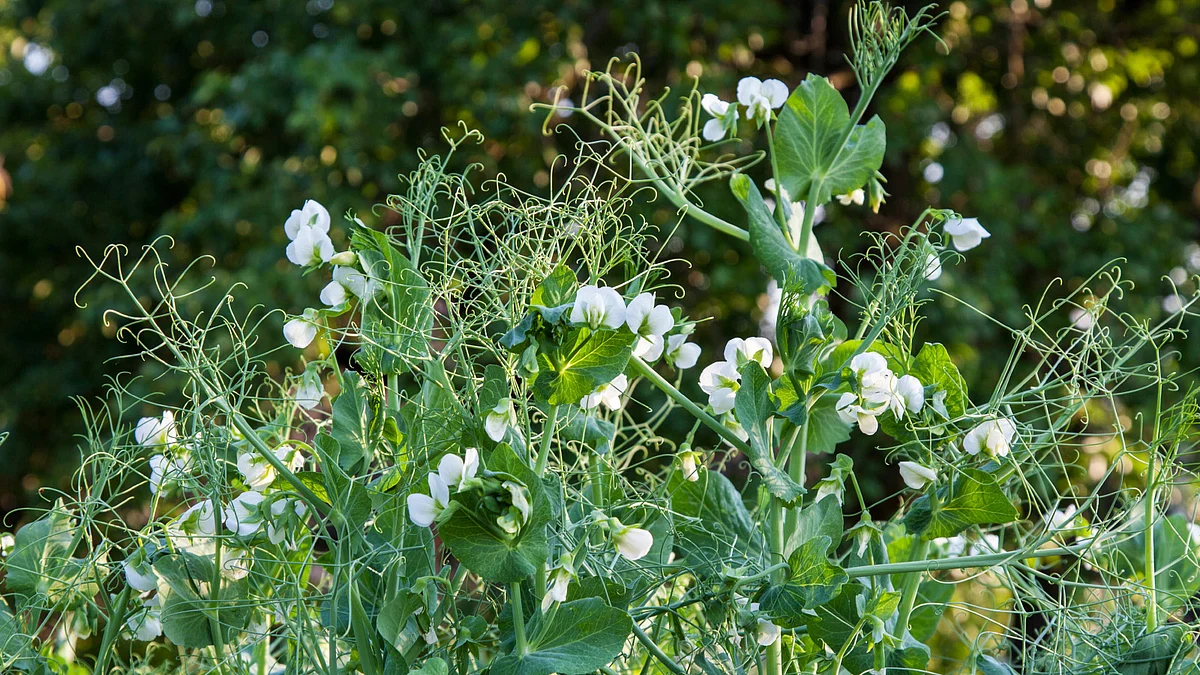 Lathyrus <i>sativus</i>, also known as grass pea or Khesari dal. (Photo: iStockphoto)