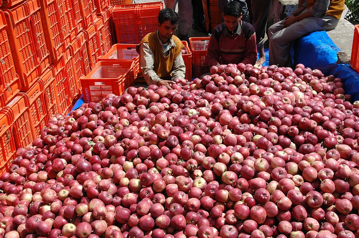 Shimla district alone accounts for 80 percent of the total apple production (Photo: Reuters)