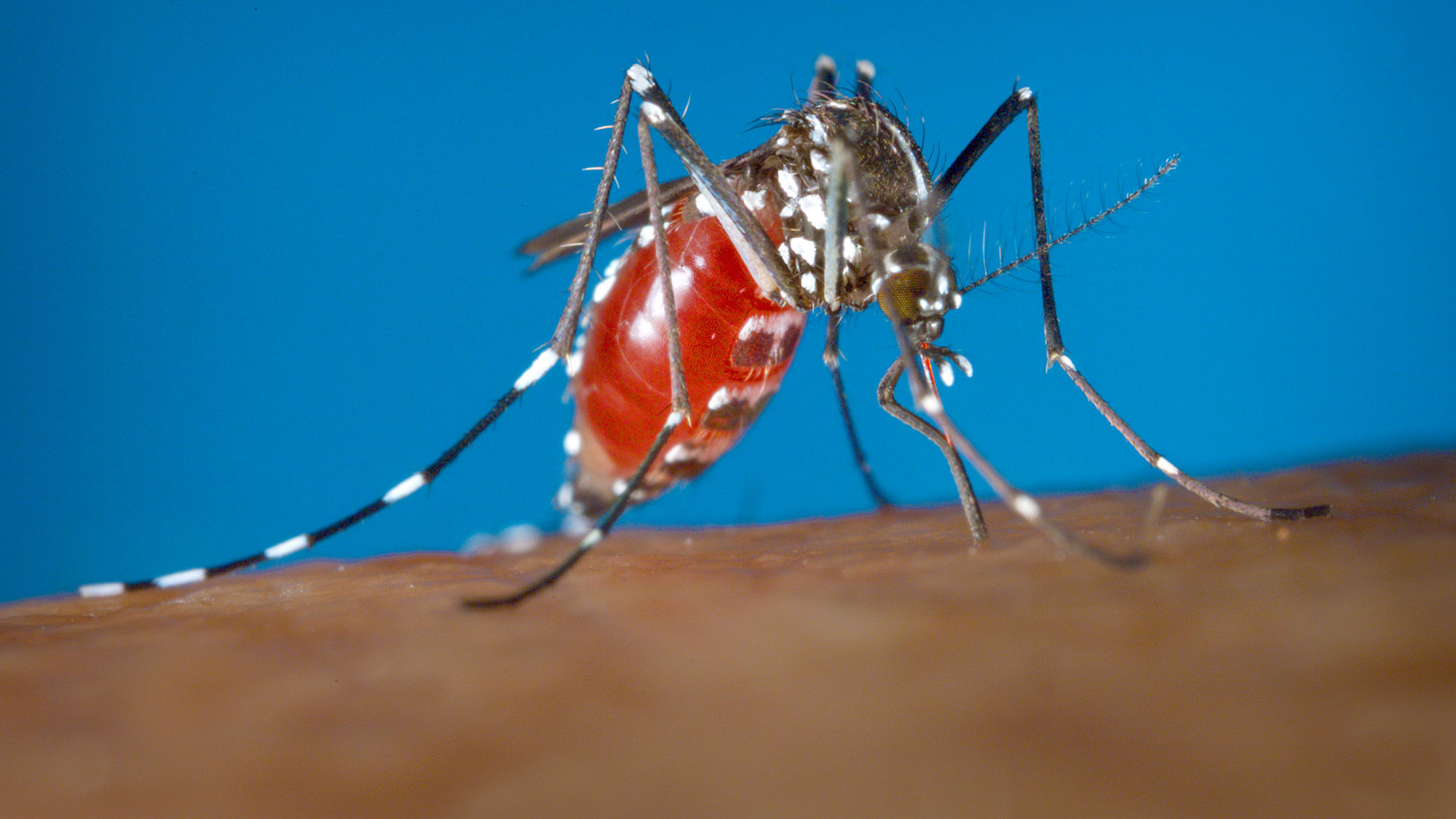The Zika virus is spread through mosquito bites from Aedes aegypti 