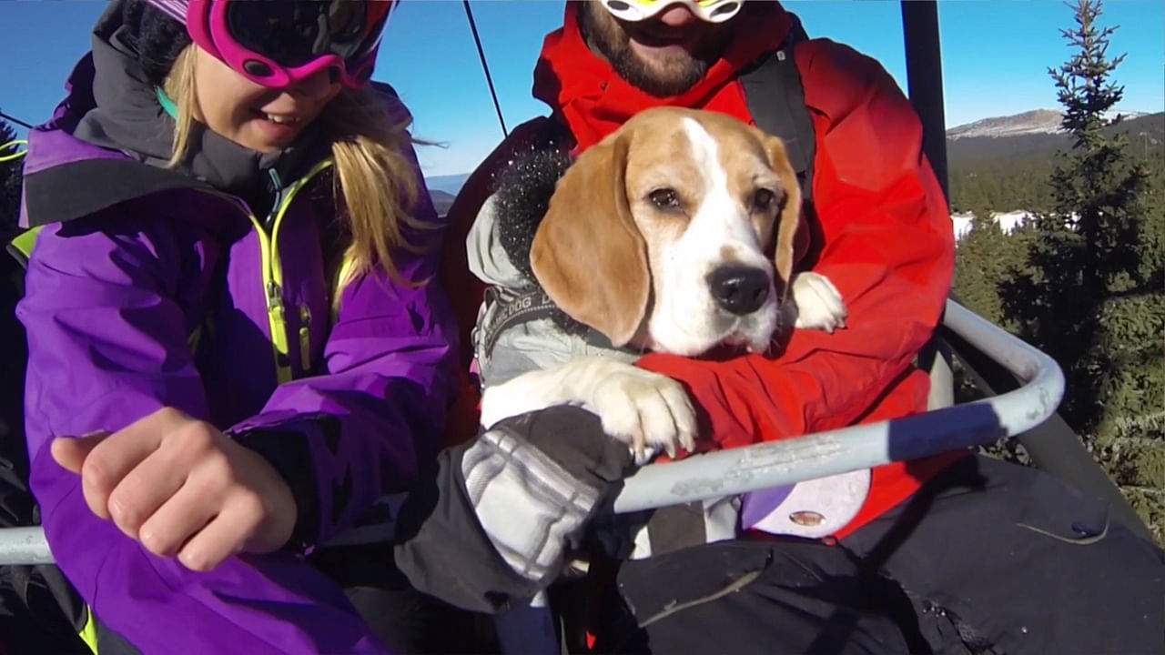 Eli the snowboarding dog, who loves a piece of the snow action with her humans. For the last year, the seven-year-old beagle has been snowboarding at her local slopes in Kopaonik and Old Mountain, Serbia. (Photo: AP Screengrab)