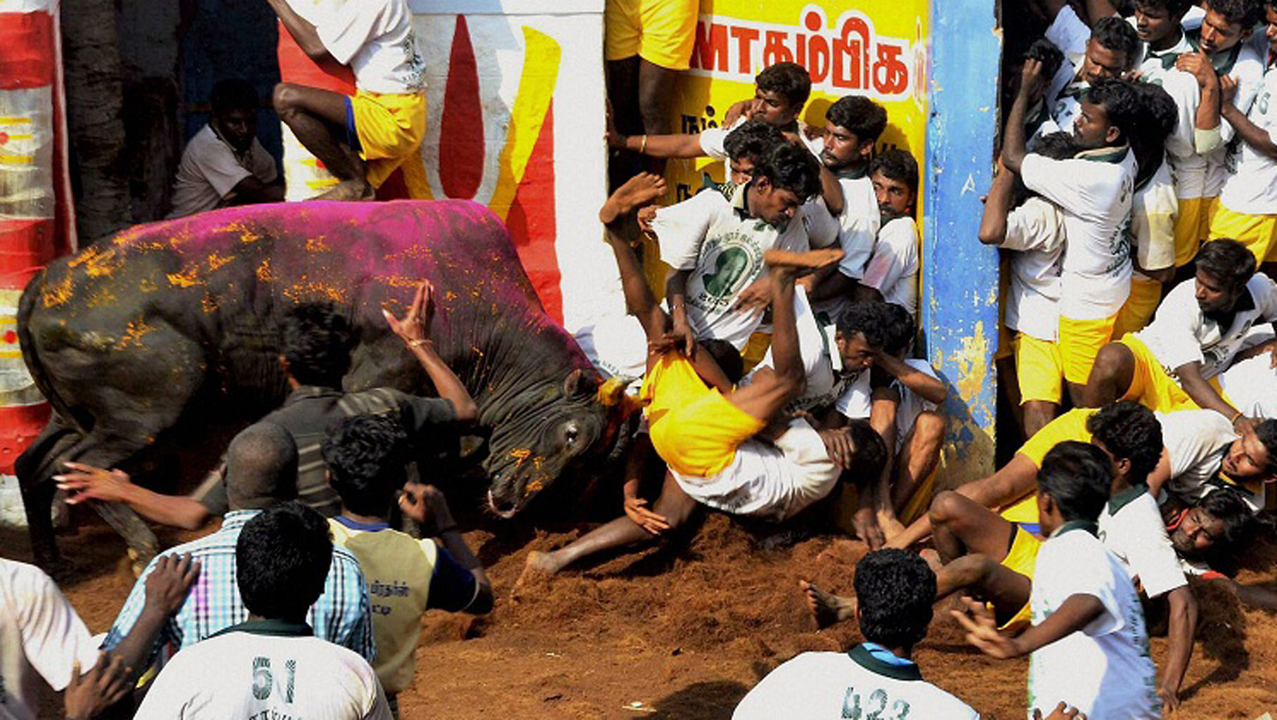 Supreme Court has banned bull-taming sport jallikattu. (Photo Courtesy: <i>The News Minute</i>)