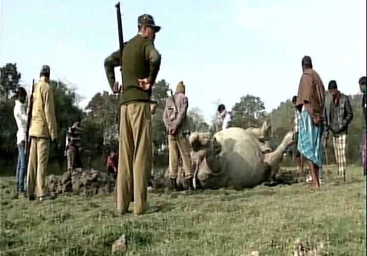 

A one-horned rhino was killed by poachers in Kaziranga. This is the third incident to occur this month.