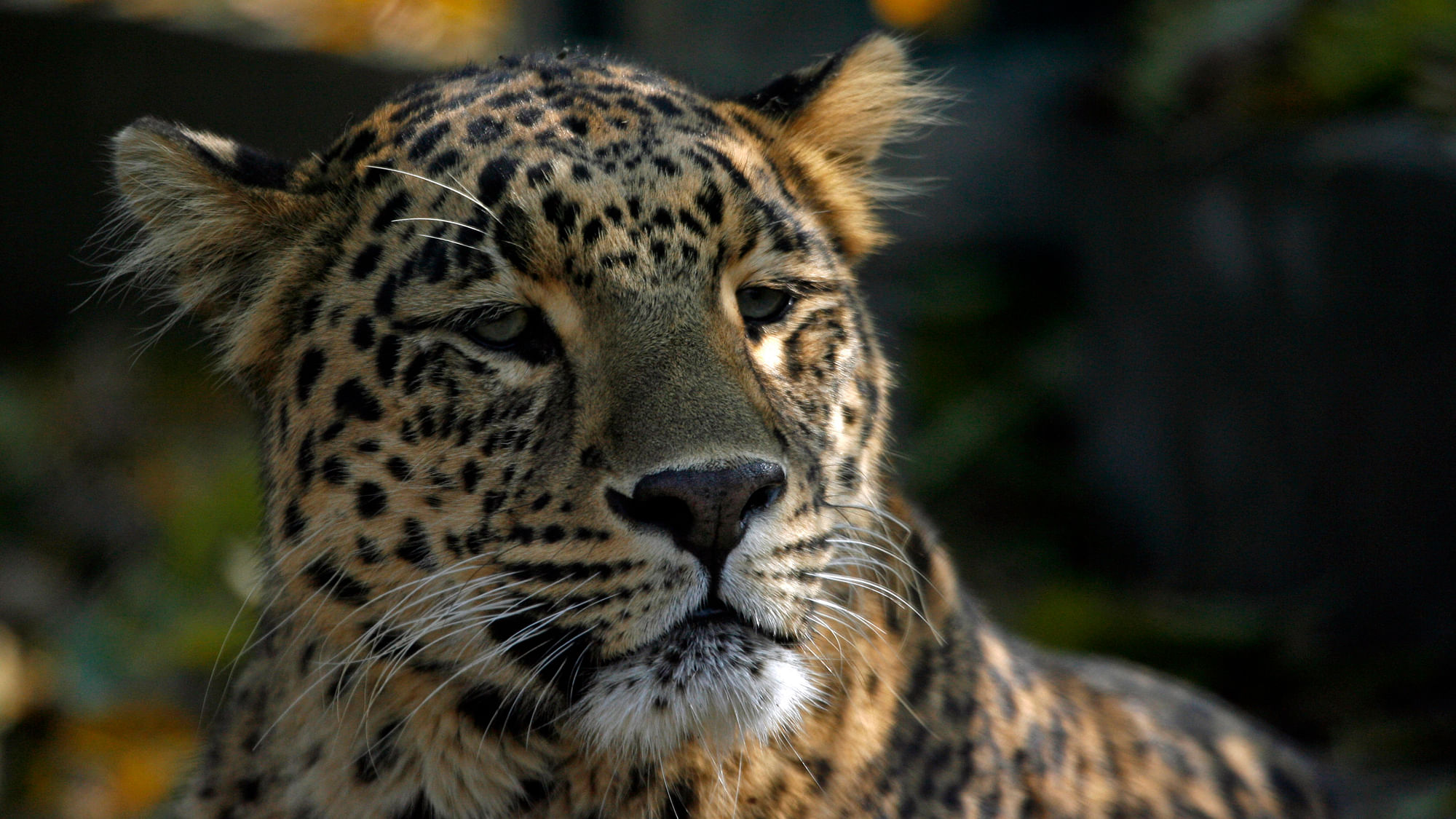 File photo of a leopard. (Photo: Reuters)