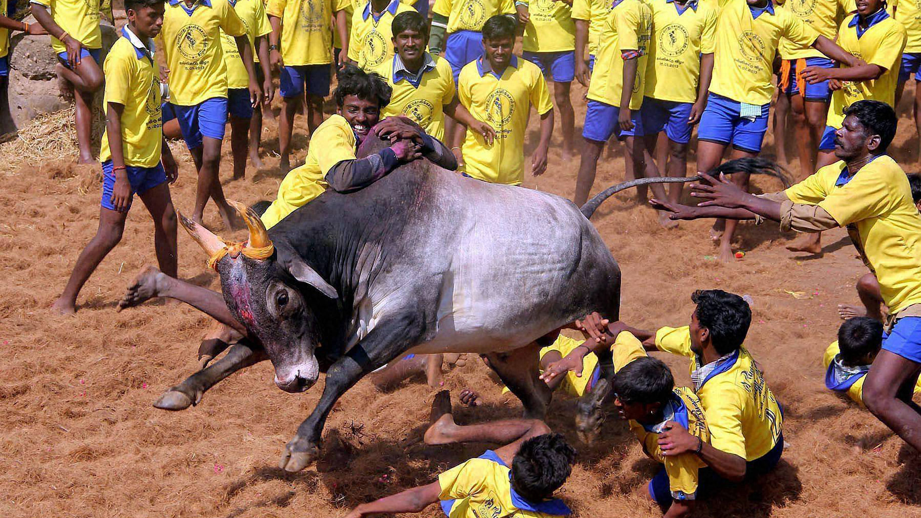 Jallikattu is a popular sport in many districts in Tamil Nadu. (Photo: PTI)