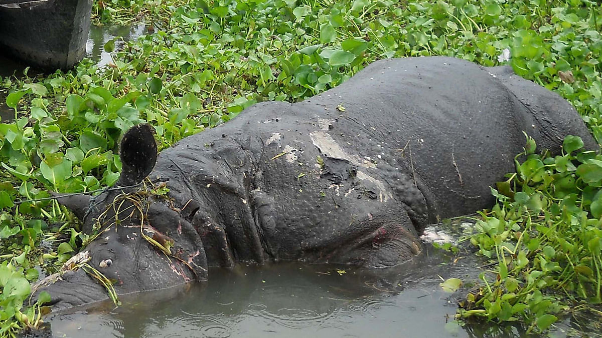 Kaziranga National park to reopen on October 2 after it was shut in May after heavy flooding. 