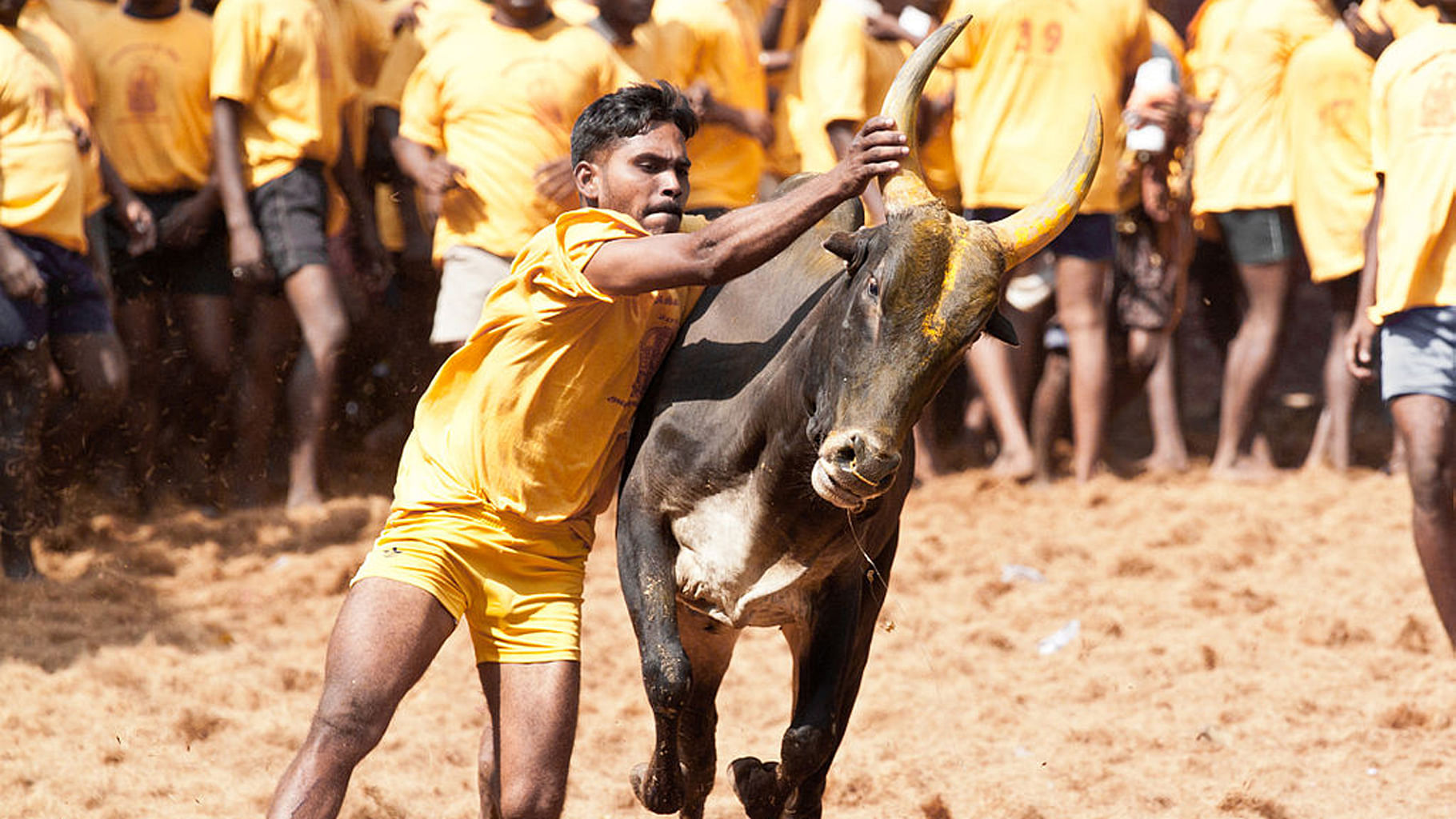 Jallikattu sport (Photo Courtesy: The News Minute)