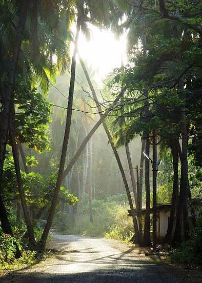Forest Minister Rajendra Arlekar said that the coconut tree does not even qualify as a tree botanically. (Photo: <a href="https://twitter.com/goa/status/598332142955933699">Twitter/Goa</a>)