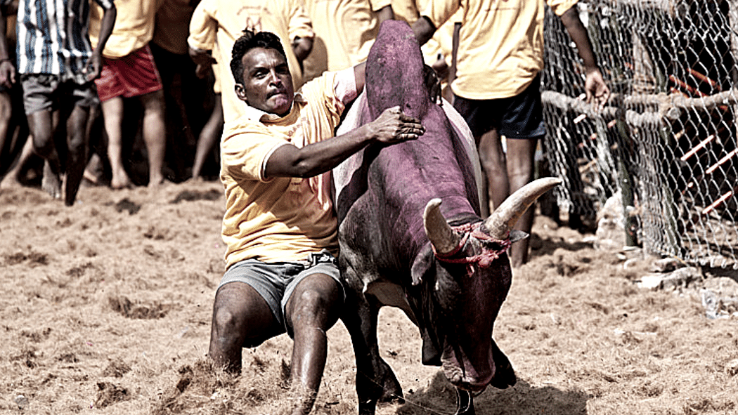 A man participating in the tradition Jallikattu festival of Tamil Nadu. (Photo: Twitter)