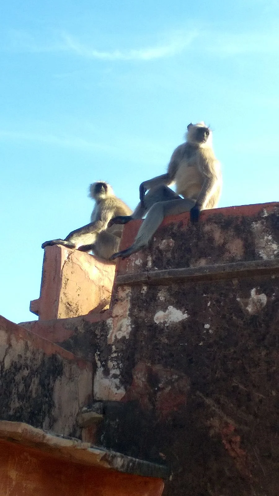 Mere do langur. (Photo: The Quint)