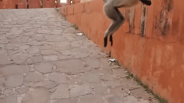 How an Army of Langurs Ousted Us From a Jaipur Fort