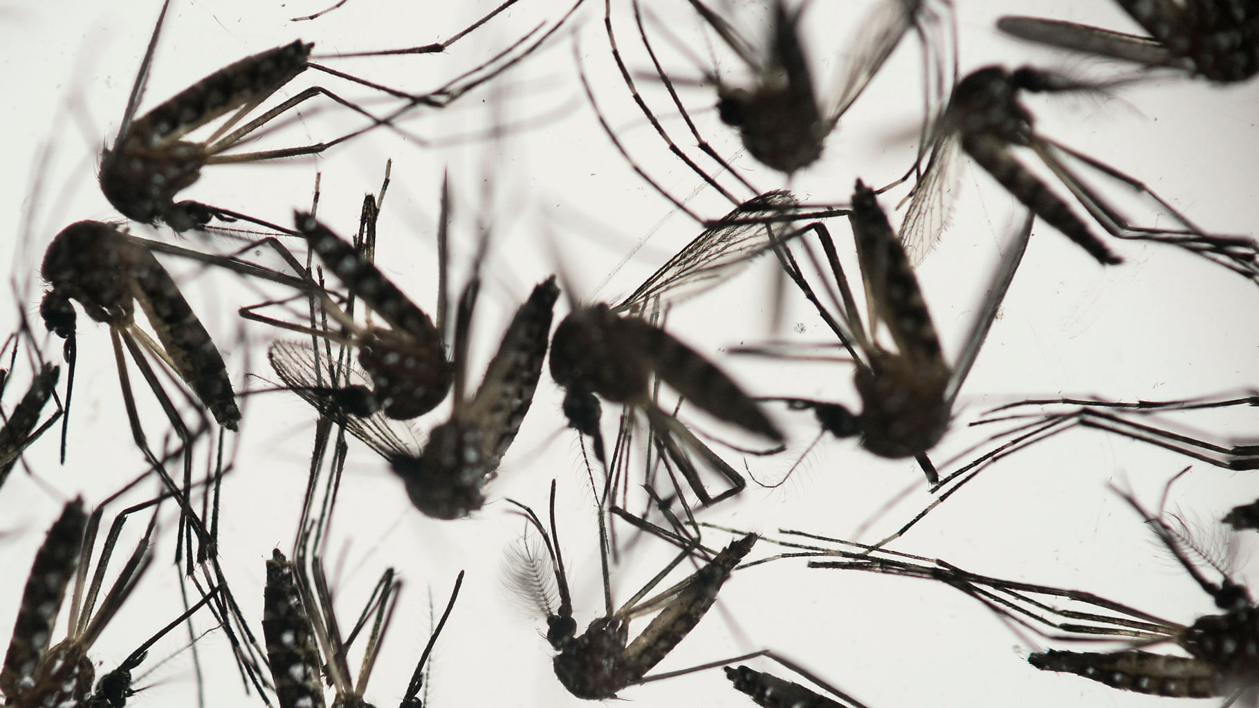The first known case of Zika virus transmission in the United States is reported in Texas by local health officials. (Photo: AP)