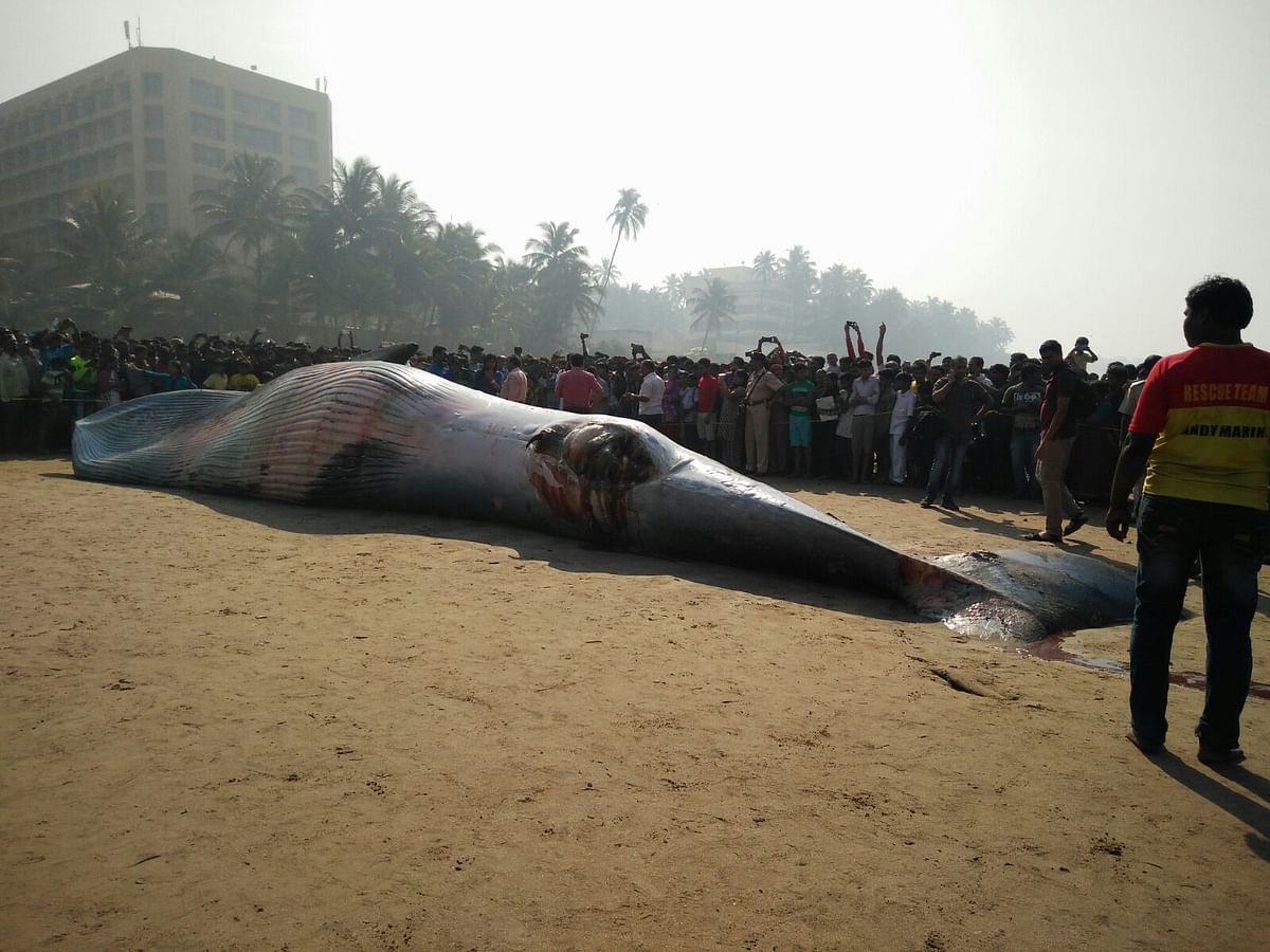 A 35-40 feet long dead whale was spotted on Juhu beach on Thursday night and was noticed by joggers at around 9 pm.
