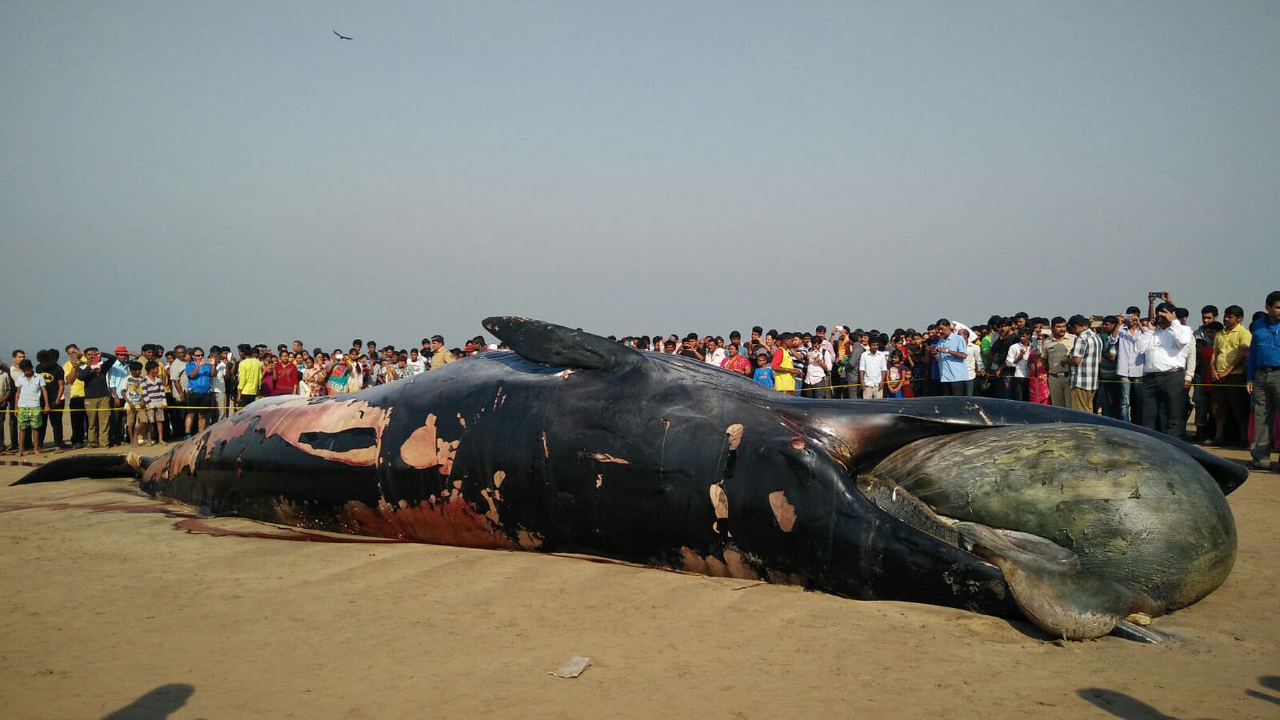 Dead Bryde’s whale washed ashore on Juhu beach in Mumbai (Photo: <b>The Quint</b>) 