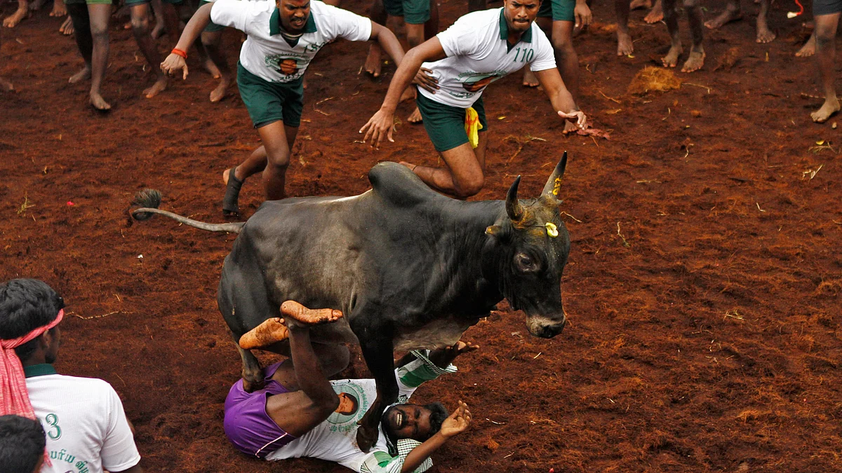 The Centre on Friday allowed the conduct of jallikattu in Tamil Nadu. (Photo: Reuters)