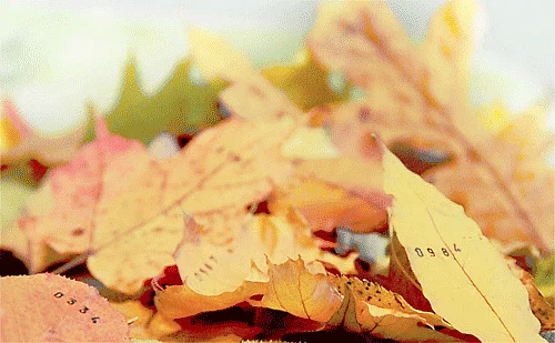 Want to Celebrate a Green Lohri This Year? These Tips Will Help
