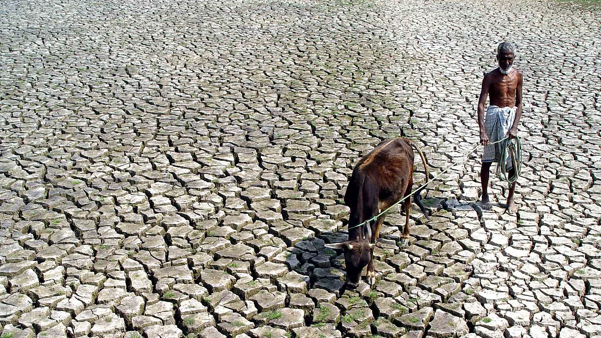 A farmer walks with his hungry cow through a parched paddy field.