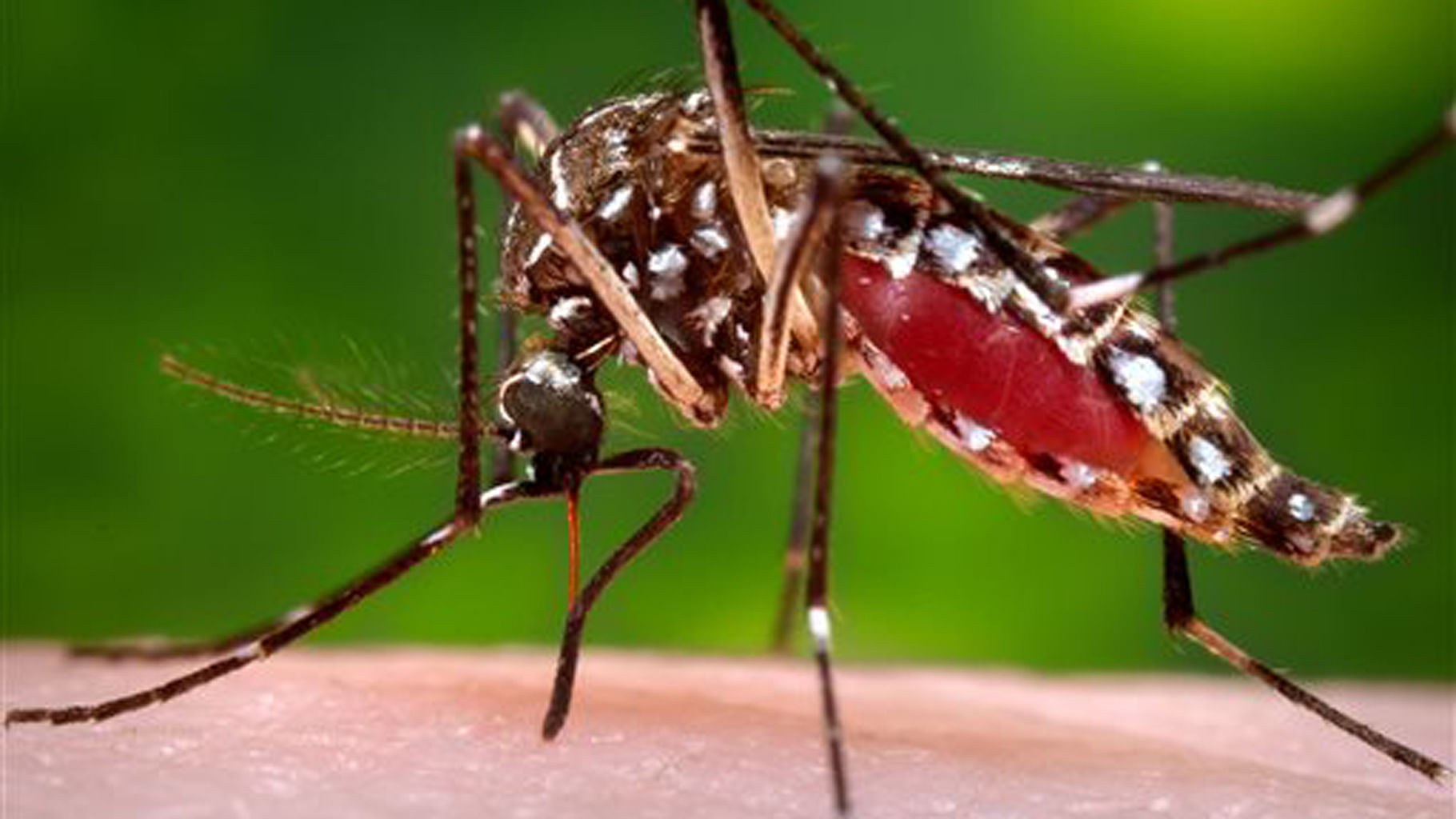 A female <i>Aedes aegypti</i> mosquito in the process of drawing blood from a human host.The Zika virus is spread through Aedes aegyptibites. (Photo: AP)&nbsp;