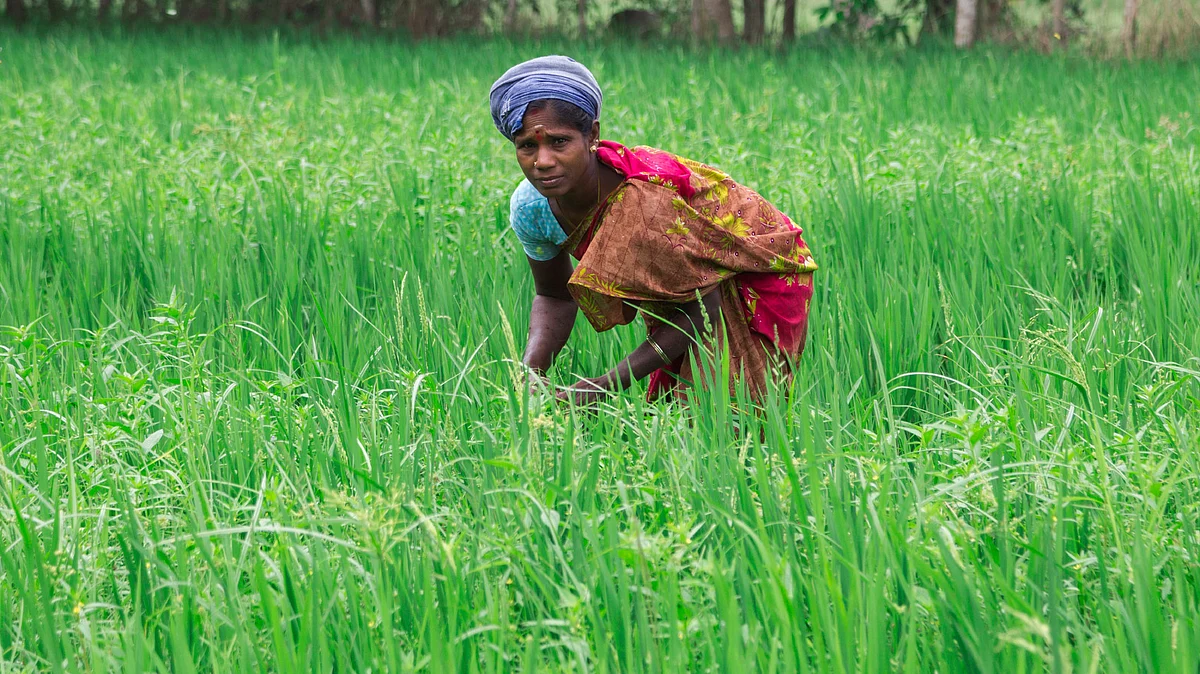 In 2004, Kerala allowed self-help groups of four to ten women to lease land up to 12.35 acres under tripartite agreements between themselves, the owners and the local panchayats. (Photo: iStockphoto)