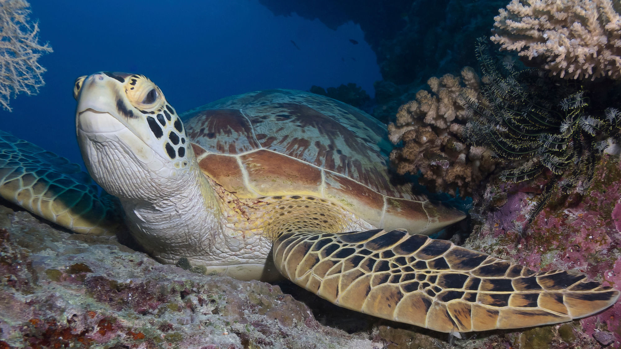 Green Sea Turtle (Photo: MartenAre/iStock)