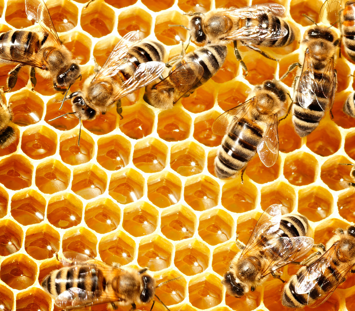 With bees disappearing, bee keepers and researchers alike are deeply concerned about the future of the world’s food.