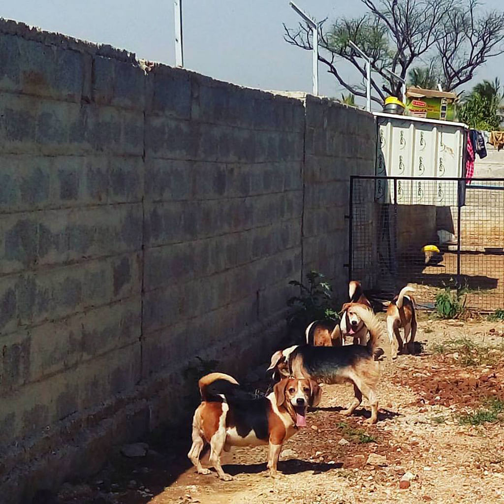 This is heartening: about 64 dogs have been freed from a Bangalore laboratory and will be up for adoption on 6 Feb.