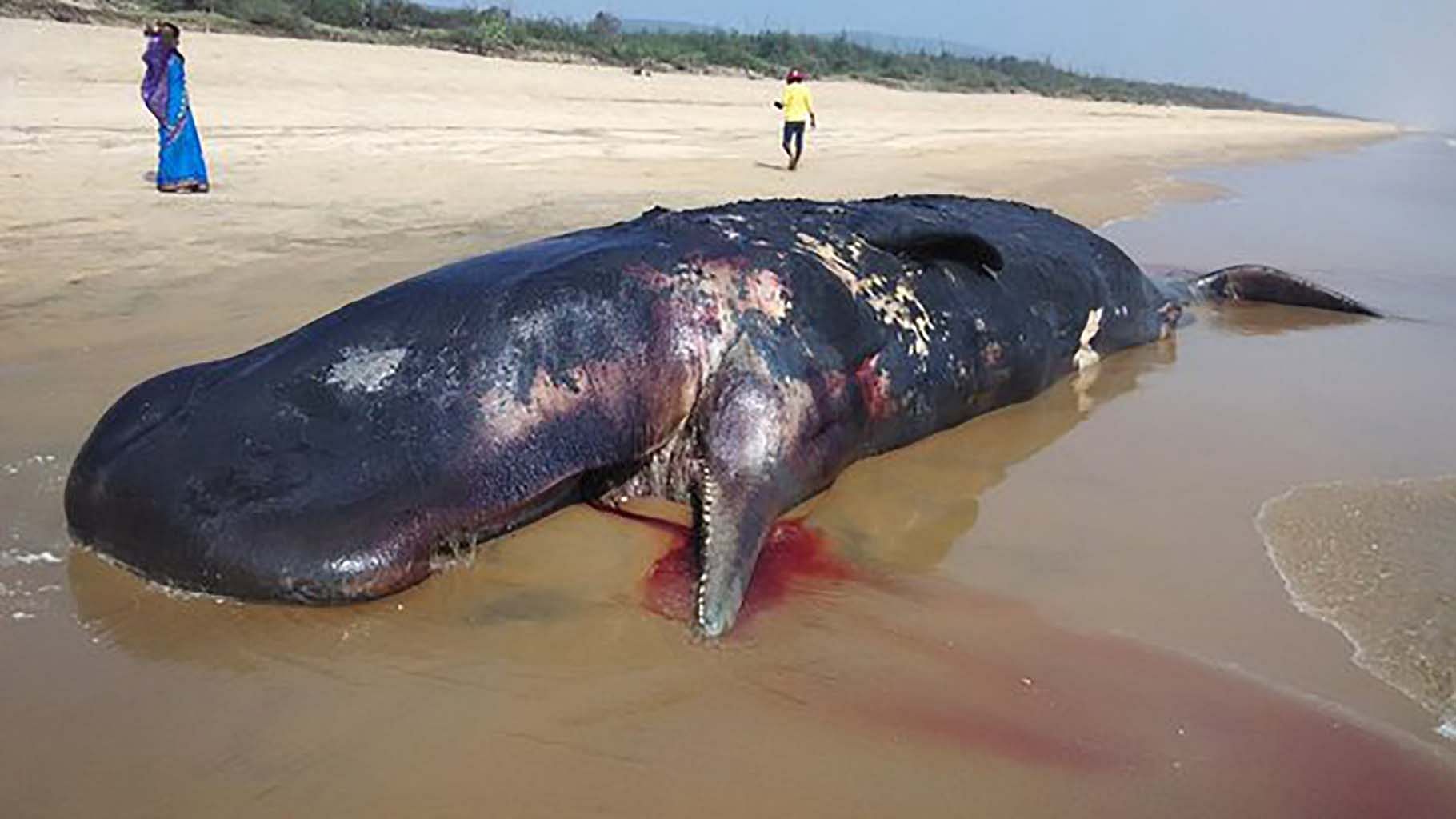 The 33-ft-long sperm whale which was washed ashore in Odisha.&nbsp;(Photo: <a href="https://twitter.com/ShivAroor/status/695253431527669761">Twitter</a>)