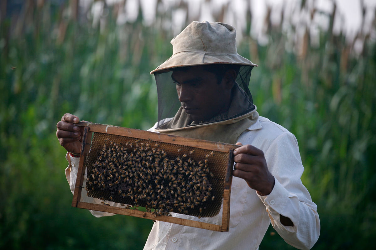 With bees disappearing, bee keepers and researchers alike are deeply concerned about the future of the world’s food.